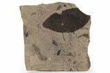 Fossil Leaf (Fagus) - McAbee, BC #226051-1